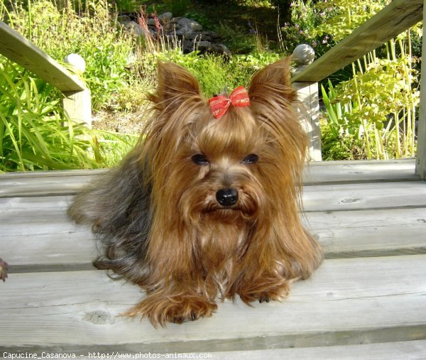 Photo de Yorkshire terrier