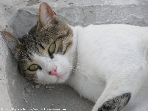 Photo de Chat domestique