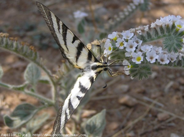 Photo de Papillon