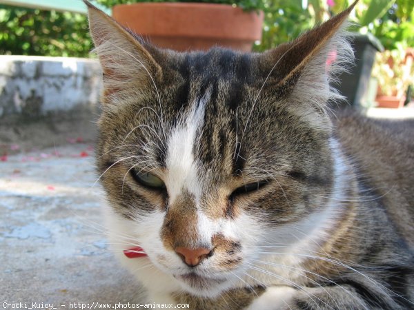 Photo de Chat domestique