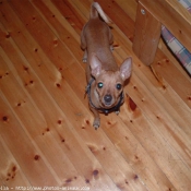 Photo de Pinscher nain