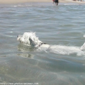 Photo de West highland white terrier