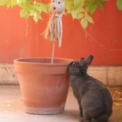 Photo de Lapin