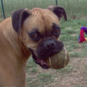 Photo de Boxer