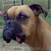 Photo de Boxer