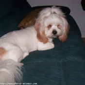 Photo de Lhassa apso