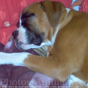 Photo de Boxer