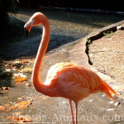 Photo de Flamand rose