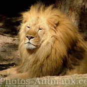 Photo de Lion