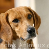 Photo de Beagle-harrier