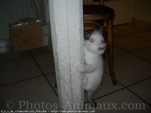 Photo de Ragdoll