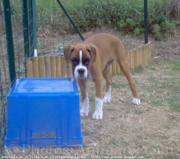 Photo de Boxer