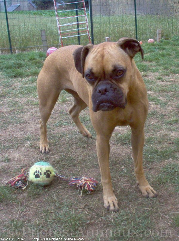 Photo de Boxer