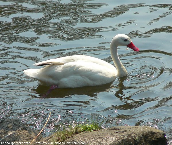 Photo de Cygne