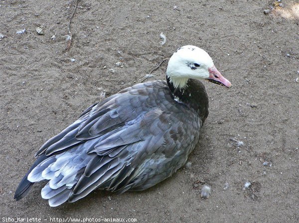 Photo de Canard