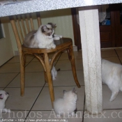 Photo de Ragdoll