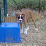 Photo de Boxer