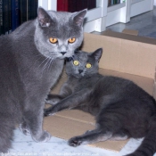 Photo de Chartreux