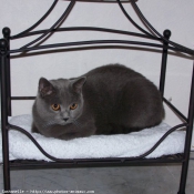 Photo de Chartreux