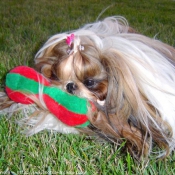 Photo de Shih tzu