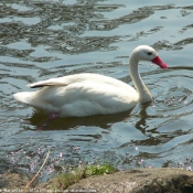 Photo de Cygne