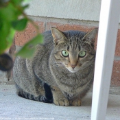 Photo d'Ocicat