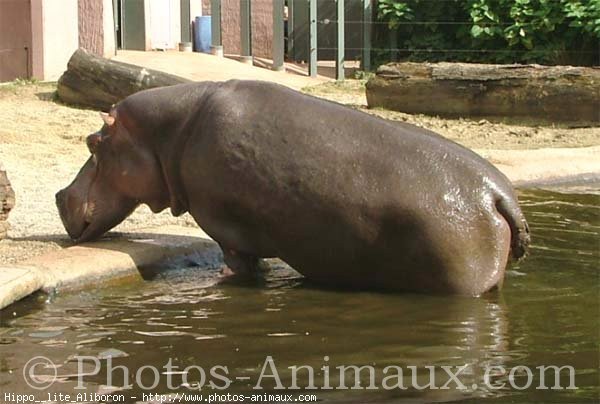 Photo de Hippopotame