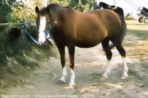 Photo de Poney franais de selle