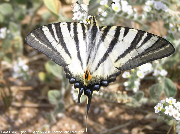 Photo de Papillon