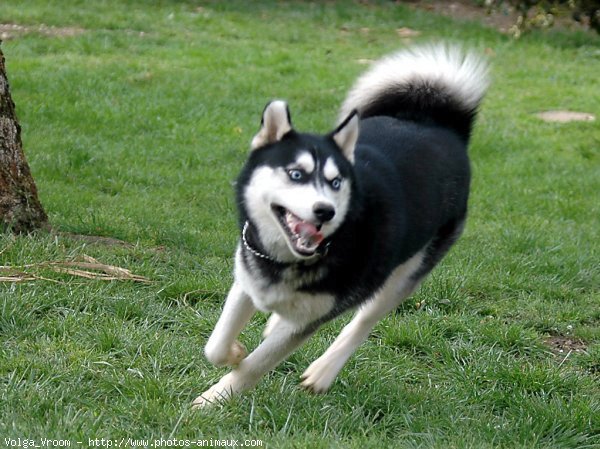 Photo de Husky siberien