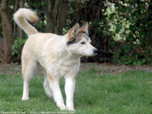 Photo de Husky siberien