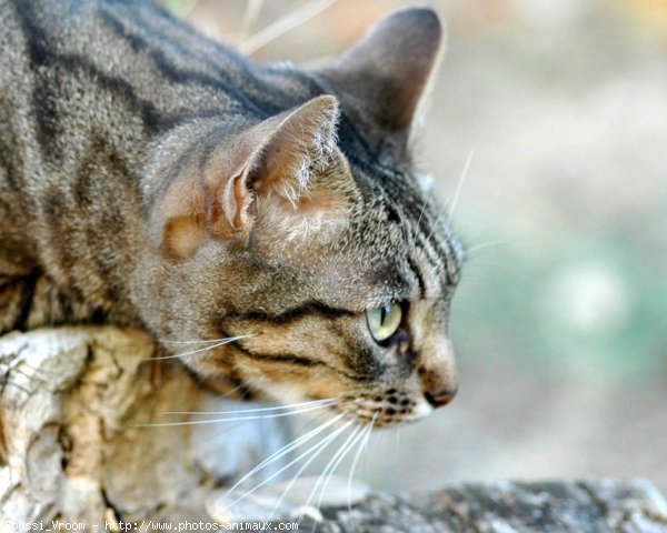 Photo de Chat domestique