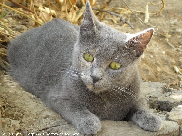 Photo de Chat domestique