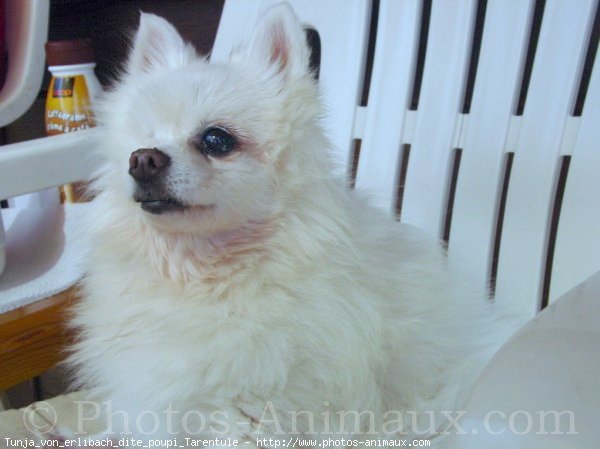 Photo de Spitz moyen