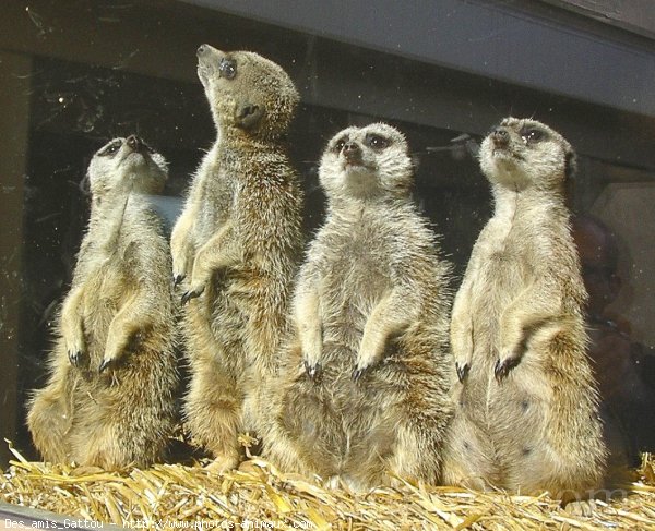 Photo de Suricate