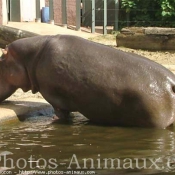 Photo de Hippopotame