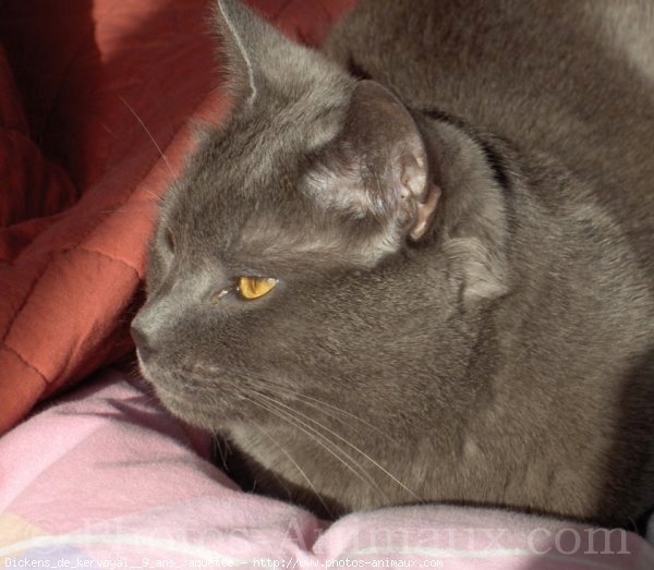 Photo de Chartreux