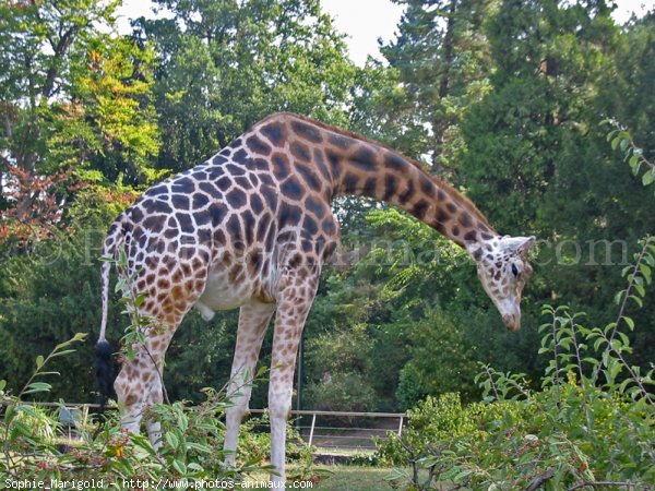 Photo de Girafe