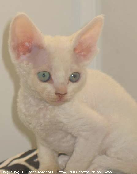 Photo de Devon rex