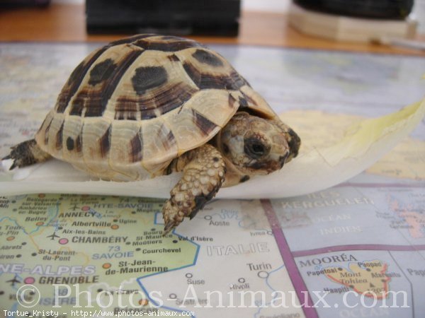 Photo de Tortue