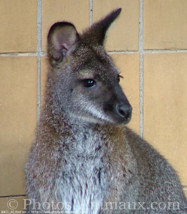 Photo de Wallaby