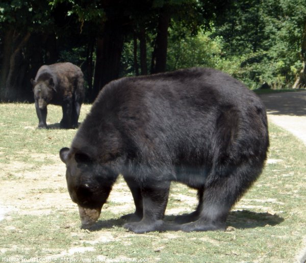 Photo d'Ours