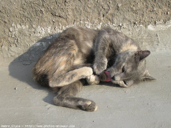 Photo de Chat domestique