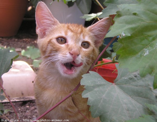 Photo de Chat domestique