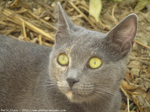 Photo de Chat domestique