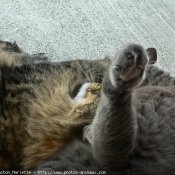 Photo de Races diffrentes