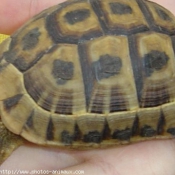 Photo de Tortue