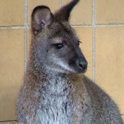 Photo de Wallaby