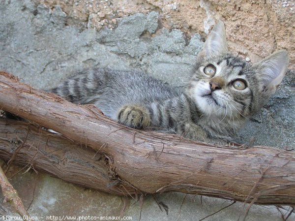 Photo de Chat domestique