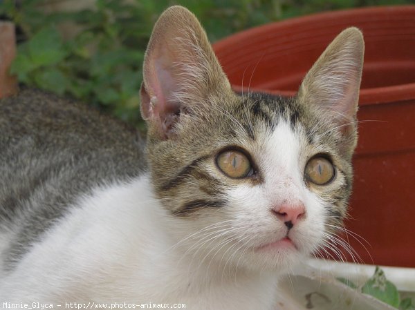 Photo de Chat domestique